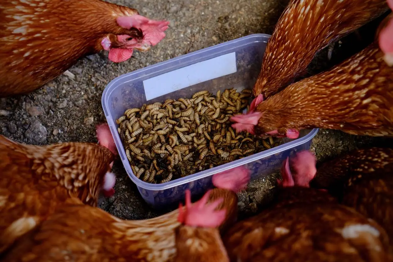 Livestock Feed Production